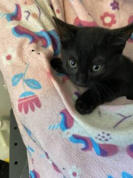 Domestic Long Hair Cats Available for Adoption - Snoopy | PetCurious