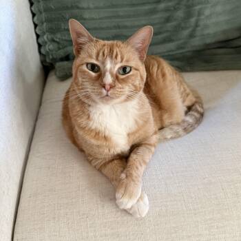 Domestic Short Hair Cats Available for Adoption in Austin, Texas - Rosie - Sweet Senior  | PetCurious
