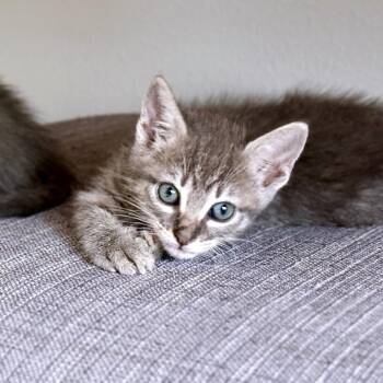 Domestic Short Hair Cats Available for Adoption in Austin, Texas - Jaffa Cake 6 | PetCurious