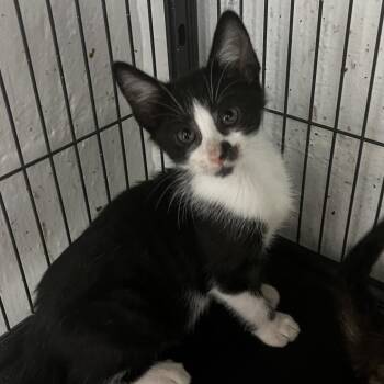 Fio -  Domestic Short Hair Cat for Adoption in Birmingham, Alabama - Fio | PetCurious
