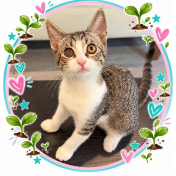 Sprout -  Tabby and Domestic Short Hair Cat for Adoption in Morgan Hill, California - Sprout | PetCurious