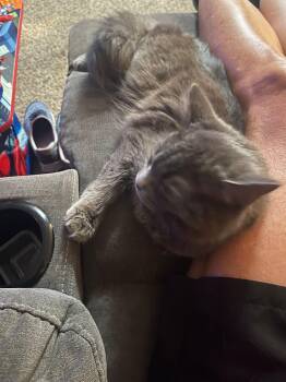 Cocoa Crispie -  Domestic Short Hair Cat for Adoption in Odenton, Maryland - Cocoa Crispie | PetCurious