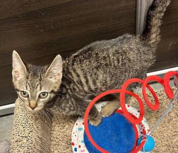 Tiger -  Domestic Short Hair Cat for Adoption in Hazlet, New Jersey - Tiger | PetCurious