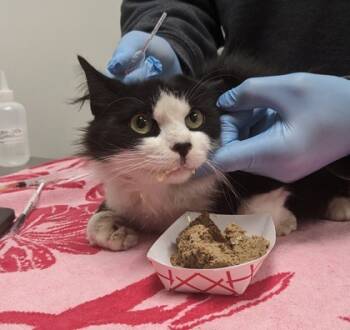 Rescue Domestic Medium Hair and Domestic Short Hair Cats for Adoption in Cleveland, Ohio - Danessa | PetCurious