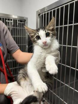 Ariety -  Domestic Short Hair Cat for Adoption in Covington, Louisiana - Ariety | PetCurious