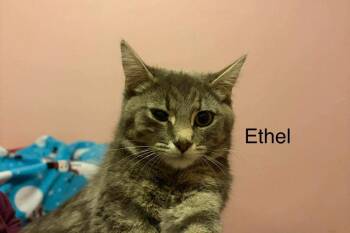 Domestic Short Hair and Tabby Cats Available for Adoption in St. George, Utah - Ethel | PetCurious