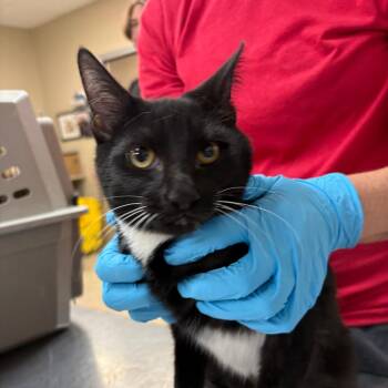 Olive -  Domestic Medium Hair Cat for Adoption in Birmingham, Alabama - Olive | PetCurious