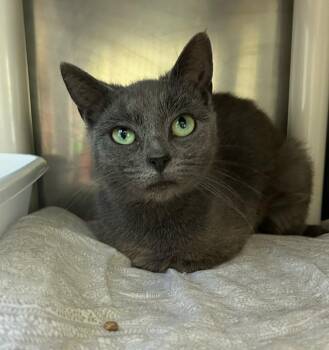 Domestic Short Hair Cats Available for Adoption in Pomona, New York - Opal | PetCurious