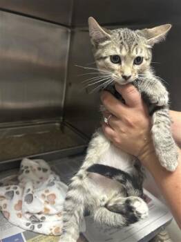 Vernon -  Domestic Short Hair Cat for Adoption in Largo, Florida - Vernon | PetCurious