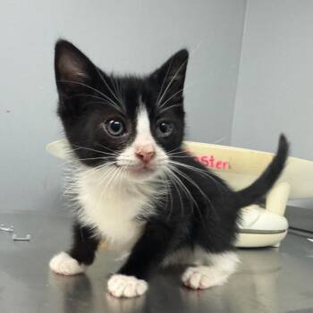 Domestic Short Hair Cats Available for Adoption in Columbus, Georgia - Danish 0833 | PetCurious