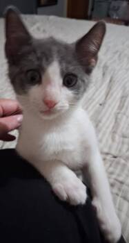 Dumpling -  Domestic Short Hair Cat for Adoption in Kettering, Ohio - Dumpling | PetCurious