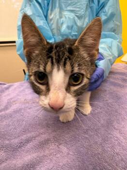 Shadow -  Domestic Short Hair Cat for Adoption in Raleigh, North Carolina - Shadow | PetCurious