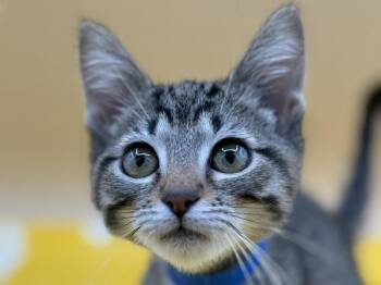 Bramble -  Domestic Short Hair Cat for Adoption in Portland, Oregon - Bramble | PetCurious