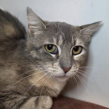 Villa -  Domestic Short Hair Cat for Adoption in Los Angeles, California - Villa | PetCurious