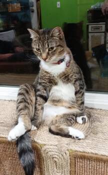 Annalee -  Domestic Short Hair Cat for Adoption in Havertown, Pennsylvania - Annalee | PetCurious