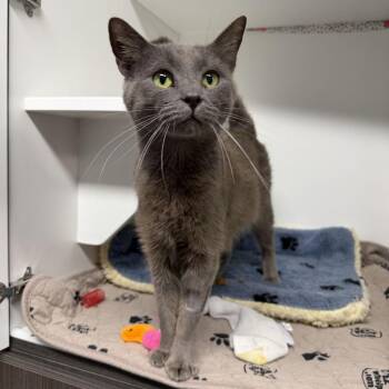 Deuce -  Domestic Short Hair and Mixed Breed Cat for Adoption in Waynesville, North Carolina - Deuce | PetCurious