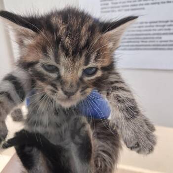Water -  Domestic Short Hair Cat for Adoption in Auburn, Alabama - Water | PetCurious