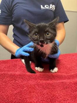 RUSH HOUR -  Domestic Short Hair Cat for Adoption in Leesburg, Virginia - RUSH HOUR | PetCurious