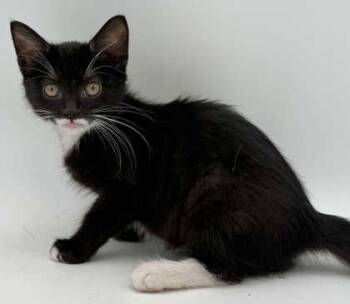 Josie -  Domestic Short Hair Cat for Adoption in Bowling Green, Kentucky - Josie | PetCurious