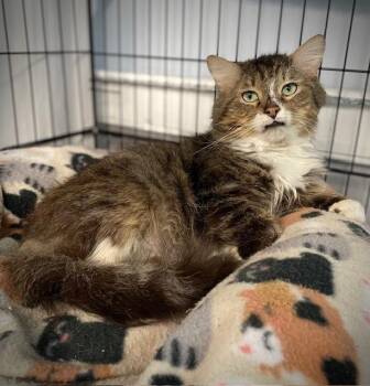 Domestic Medium Hair Cats Available for Adoption in Duxbury, Massachusetts - Arrivederci | PetCurious