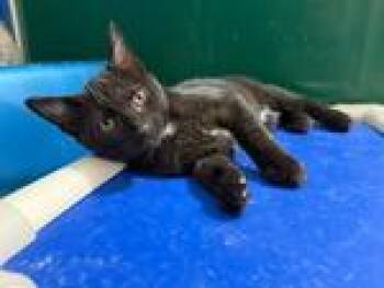 Rescue Domestic Short Hair Cats for Adoption in Powell, Ohio - Tom | PetCurious