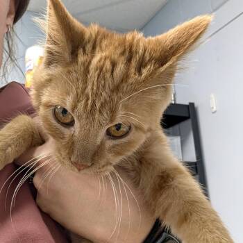 Fernando -  Domestic Short Hair Cat for Adoption in Indianapolis, Indiana - Fernando | PetCurious