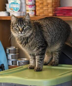 Domestic Medium Hair Cats Available for Adoption in Gorham, Maine - Gray | PetCurious
