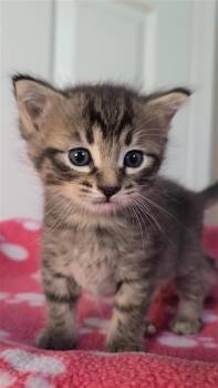 Domestic Short Hair Cats Available for Adoption - Emmy | PetCurious