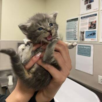 Kanga -  Domestic Short Hair Cat for Adoption in Chicago, Illinois - Kanga | PetCurious