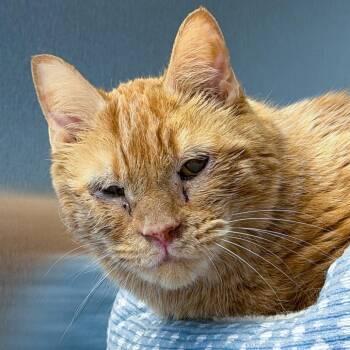 Sebastian -  Domestic Short Hair Cat for Adoption in Scituate, Massachusetts - Sebastian | PetCurious