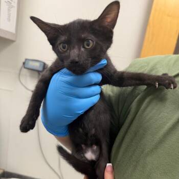 Intake -  Domestic Short Hair Cat for Adoption in Columbiana, Alabama - Intake | PetCurious