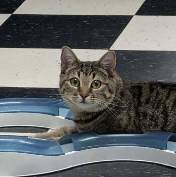 Ginger Ale -  Domestic Short Hair Cat for Adoption in Wetaskiwin, Alberta - Ginger Ale | PetCurious