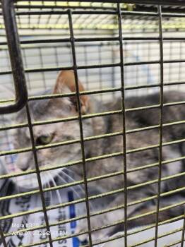 KEISHA -  Domestic Medium Hair Cat for Adoption in San Antonio, Texas - KEISHA | PetCurious