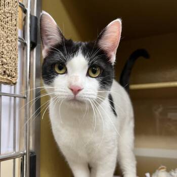 Domestic Short Hair Cats Available for Adoption - Parka | PetCurious