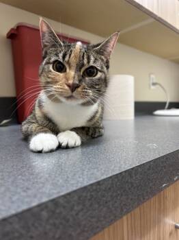 Rescue Domestic Short Hair Cats for Adoption in Kennewick, Washington - Lumen | PetCurious