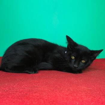 Fritz -  Domestic Short Hair Cat for Adoption in San Antonio, Texas - Fritz | PetCurious