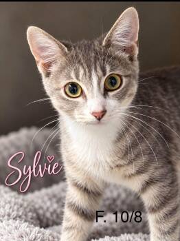 Sylvie -  Domestic Short Hair Cat for Adoption in Loogootee, Indiana - Sylvie | PetCurious