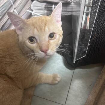 Domestic Short Hair Cats Available for Adoption in Philadelphia, Pennsylvania - Jewel | PetCurious