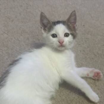 Rescue Domestic Short Hair Cats for Adoption in Pleasanton, California - Biscuit | PetCurious
