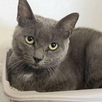 Opossum -  Russian Blue and Domestic Short Hair Cat for Adoption in Columbia, South Carolina - Opossum | PetCurious