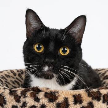Tuxedo Cats Available for Adoption - Sandra Dee | PetCurious