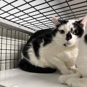 Woody (Bonded to Buzz) -  Domestic Short Hair Cat for Adoption in Waynesville, North Carolina - Woody (Bonded To Buzz) | PetCurious
