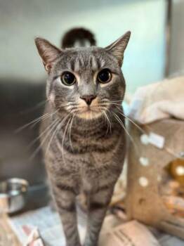 Domestic Short Hair Cats Available for Adoption in Daytona Beach, Florida - Conrad | PetCurious