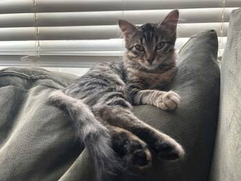 Bo Peep -  Domestic Medium Hair Cat for Adoption in Gladstone, Oregon - Bo Peep | PetCurious