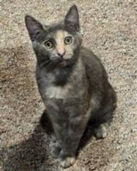 Rescue Domestic Short Hair Cats for Adoption in Lebanon, Pennsylvania - Izzy | PetCurious