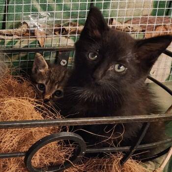 Pineapple -  Domestic Short Hair Cat for Adoption in West Palm Beach, Florida - Pineapple | PetCurious
