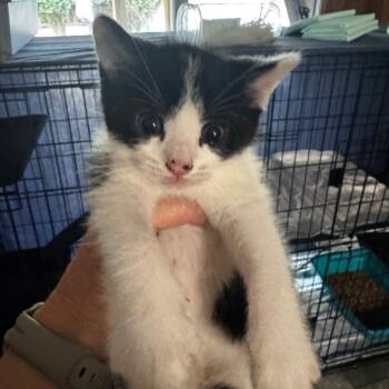 Rescue Domestic Short Hair Cats for Adoption in Vineland, New Jersey - Orchid | PetCurious