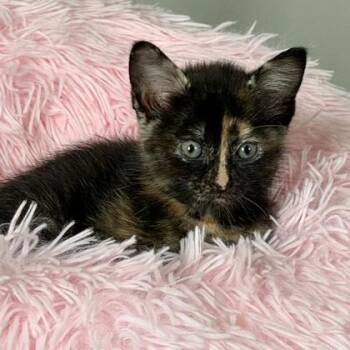 Opal -  Domestic Short Hair Cat for Adoption in Wheaton, Illinois - Opal | PetCurious