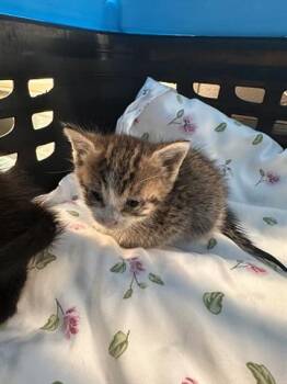 Domestic Short Hair Cats Available for Adoption in Houston, Texas - A654511 | PetCurious