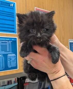 Diamond -  Domestic Medium Hair and Domestic Short Hair Cat for Adoption in Missoula, Montana - Diamond | PetCurious